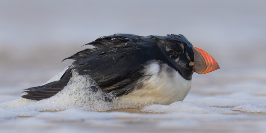 Macareux moine (Fratercula arctica) - Crédit photo : Guillaume Rey